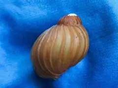 貝標本　クマモスソガイ　レア種size38mm