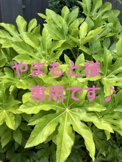 【HYSTERIC MINI☆ベビーデビルミニちゃんプリントトレーナー】