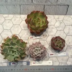 Sala1110様専用　韓国苗セット