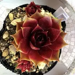 多肉植物 センペルビウム テクトラム ルージュ No.62【緑】 - メルカリ