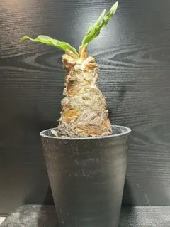 【高品質】　極上株　波打ち葉　ブーファン ディスティチャ 高品質】 極上株 波打ち葉 ブーファン ディスティチャ - メルカリ
