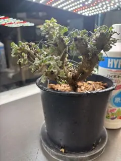 2025年最新】クラシカウレの人気アイテム - メルカリ