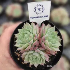 Top【選抜株】多肉植物 360743ブラッドロメオ 35個 鉢無し/脱土 - メルカリ