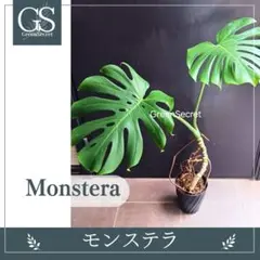 【B級品/大型観葉植物】迫力のある切れ込み葉が魅力♪モンステラ 特大 10号鉢 B級品/大型観葉植物】迫力のある切れ込み葉が魅力♪モンステラ 特大 10