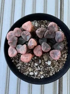 多肉植物　ハオルチア　万象赤