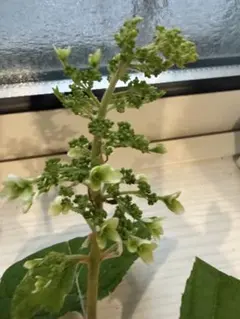 47. 柏葉紫陽花 カシワバアジサイ 抜き苗 - メルカリ