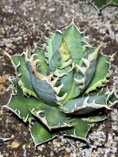 2025年最新】パリー斑入りの人気アイテム - メルカリ