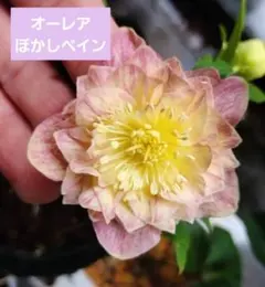 クリスマスローズA① 2026年開花実績株 - メルカリ