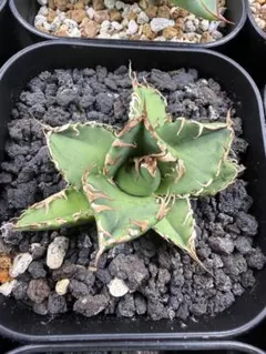 Agave oteroi Coyote シチリアーナ Agave oteroi Coyote シチリアーナ | Mercari