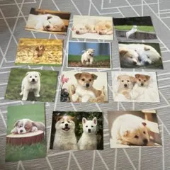 子犬のポストカード 12枚セット