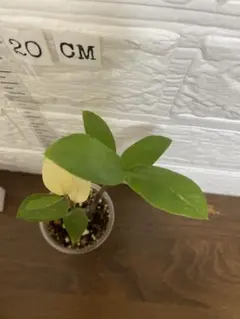 希少 ザミオクルカス 斑入り 陶器鉢仕立て 受け皿付き 斑多め 黄斑 calm 希少 ザミオクルカス 斑入り 陶器鉢仕立て 受け皿付き 斑多め 黄斑 calm