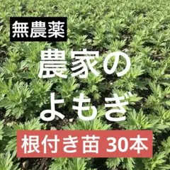 2026年最新】よもぎ苗の人気アイテム - メルカリ