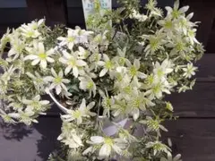 411 コミフォラ エイル Commiphora spp 実生 簡単に葉が落ちる - メルカリ