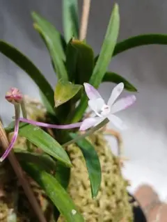 洋蘭 洋らん 原種 Neobathiea. perrieri 花芽付き 洋蘭 洋らん 原種 Neobathiea. perrieri 花芽付き - メルカリ