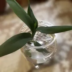観葉植物 苗 水耕　根付き　ドラセナ （全長約10㌢）第4種郵便　抜き苗　オマケ