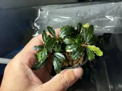 タ*ン様 ブセファランドラ sp. ルミナスパープル2 メラウィ水上葉