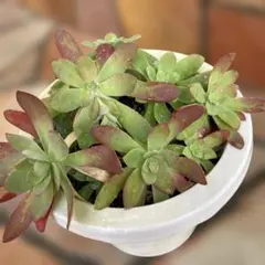 薄化粧多肉植物根付き