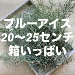 コニファー☘️ブルーアイス/切り枝＊花材☘20センチ〜25センチロングサイズ