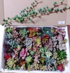 2.多肉植物　カット苗詰め合わせ　寄せ植えセット　☆最終値下げ☆