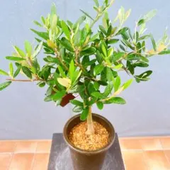 現品 創樹 オリーブの木 オリーブ チプレッシーノ 29番 観葉植物 SOUJU