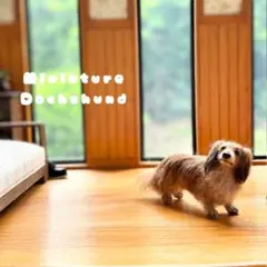 【羊毛フェルト】 ミニチュア ダックスフンド Mダックス 犬 ドールハウス