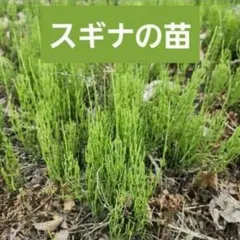 2026年最新】スギナ苗の人気アイテム - メルカリ