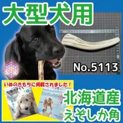 大型犬用 エゾ鹿の角 １本 北海道産 蝦夷鹿 犬のおもちゃ 51130のサムネイル