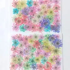 押し花 素材 訳あり レースフラワー No.22