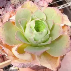 多肉植物 竜神木抜き苗 - メルカリ