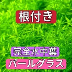 2026年最新】水草の人気アイテム - メルカリ