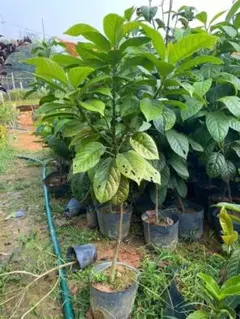 か*き様 果樹苗木 バーミーズグレープ(Burmese Grape)のサムネイル
