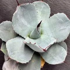 2025年最新】アガベ パリー トランカータの人気アイテム - メルカリ