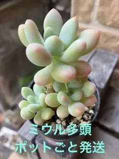 yoshiyume様 リクエスト 2点 まとめ商品