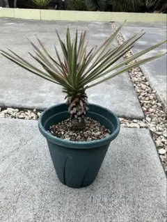 アロカリア ナンヨウスギ 鉢植え 2本立 美樹形 - メルカリ