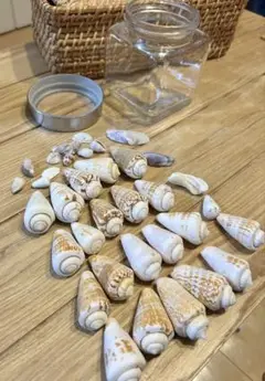 貝殻コレクション