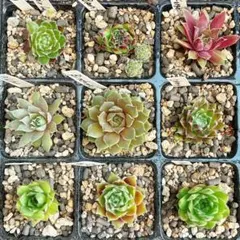 sentaro-hausu 状態確認必須様 リクエスト 2点 まとめ商品