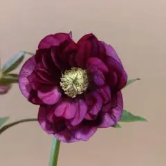 2026年最新】クリスマスローズカップ咲き苗の人気アイテム - メルカリ