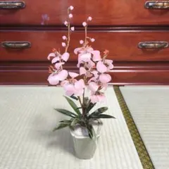 レア♡胡蝶蘭♡マザーチーク♡4号♡メルカリ便 - メルカリ