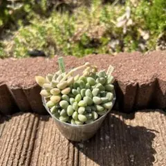 おもち　おはな　抜き苗　つぶつぶ屋さん