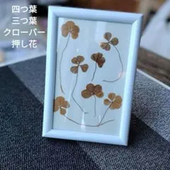 四つ葉のクローバーの押し花 - メルカリ