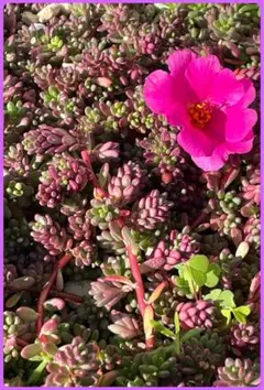 となみ様 リクエスト 3点 まとめ商品