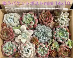 Nライアン 蛍火入り多肉植物詰め合わせセット