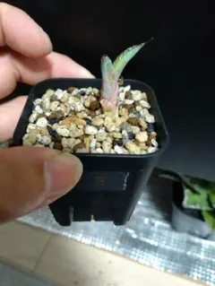 ナツ様 リクエスト 2点 まとめ商品