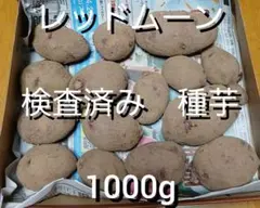 2026年最新】種芋 グラウンドペチカの人気アイテム - メルカリ