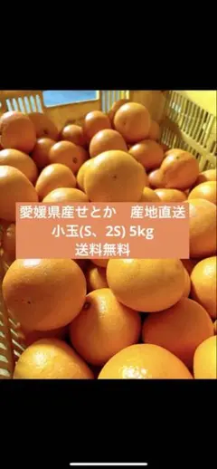 送料無料　愛媛県産小玉せとか　1級品　5kg