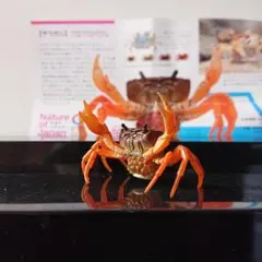 ネイチャーテクニカラー 日本のいきもの02 初版 サワガニのサムネイル
