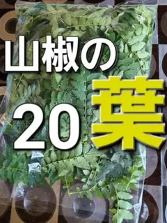 山椒　山椒の葉　野菜　20枚～のサムネイル