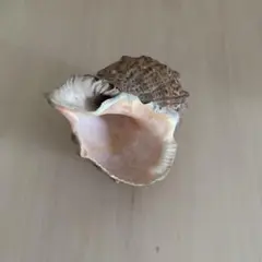 2025年最新】法螺貝標本の人気アイテム - メルカリ