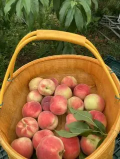 106.お買得福島産 朝採り硬桃 5kg家庭加工用 玉数おまかせ - メルカリ