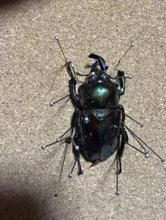 2026年最新】雌雄モザイクの人気アイテム - メルカリ